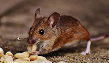 24 Hour & Emergency Exterminators in North Thetford, VT